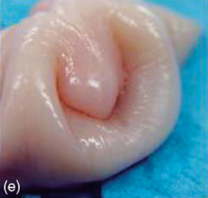 Sheep Artificial Insemination